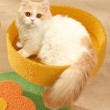Pumpkin Shaped Cat Scratching Board