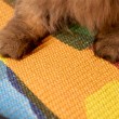 Adhesive Sisal Cat Scratching Board