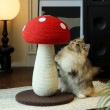 Red Mushroom Cat Scratching Board