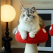 Red Mushroom Cat Scratching Board