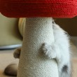 Red Mushroom Cat Scratching Board