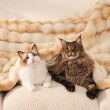 Thickened Winter Pet Blanket