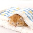 Double Layer Striped Pet Blanket