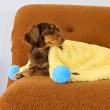 Multi-functional Pompom Pet Warmer
