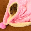 Polka Dot Pet Blanket