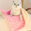 Polka Dot Pet Blanket