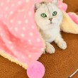 Polka Dot Pet Blanket
