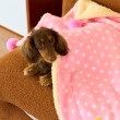 Polka Dot Pet Blanket
