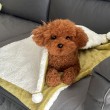 Double-Sided Fleece Pet Blanket 