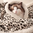 Adorable Leopard Print Pet Blanket