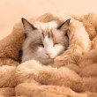 High Loft Bubble Fleece Pet Blanket