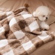 Checkered Plush Pet Blanket