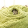 Double Sided Thick Plush Pet Blanket