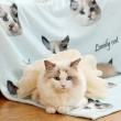 Customizable Pet Blankets