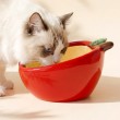 Fruit Shaped Cat Bowl