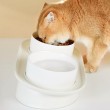 Stable Non Slip Ceramic Cat Bowl