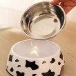Double Layer Stainless Steel Pet Bowl