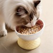 Ceramic High Legged Pet Bowl