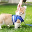 Breathable Chest and Rig Dog Leash