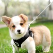 Breathable Chest and Rig Dog Leash