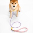 One Piece Anti Sneak Leash for Dogs