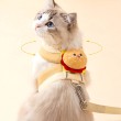 360° Wrap Around Cat Leash
