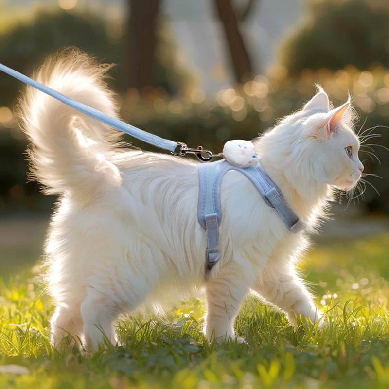 Adorable Kitten Leash