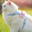 T-back Cat Leash