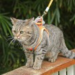 Soft and Breathable Cat Leash