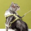 Cat Leash
