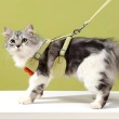 Cat Leash