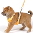 Vest Style Safety Anti Slip Dog Leash