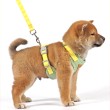 Vest Style Safety Anti Slip Dog Leash
