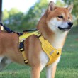 Adjustable Outdoor Dog Leash