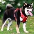Adjustable Outdoor Dog Leash
