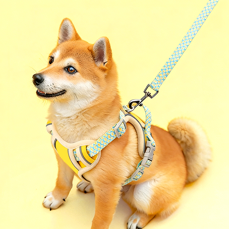 Lightweight Protective Chest and Back Leash