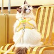 Checkered Vest Style Cat Leash