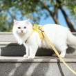 Checkered Vest Style Cat Leash
