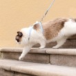 Adjustable H-Shaped Cat Leash