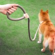 Anti-Surge Dog Leash