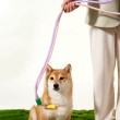 Anti Sudden Leash Dog Leash