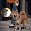 Automatic Retractable Dog Leash