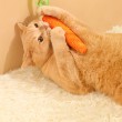 Carrot Cat Toy