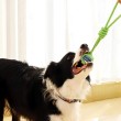 Dog Teething Rope Toy