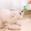 Dog Teething Rope Toy