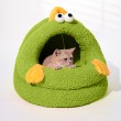 Chick Shaped Cat Bed