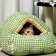 Winter Warm Fully Enclosed Cat Bed