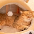 Semi Enclosed Warm and Soft Cat Bed