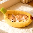 Banana Shaped Dog Bed