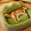 Taller & Thicker Comfortable Dog Bed